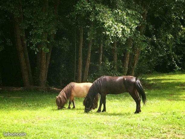 Domaine Du Moulin Neuf Bed & Breakfast Ambillou ภายนอก รูปภาพ